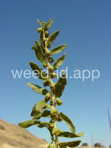 sumpweed, poverty